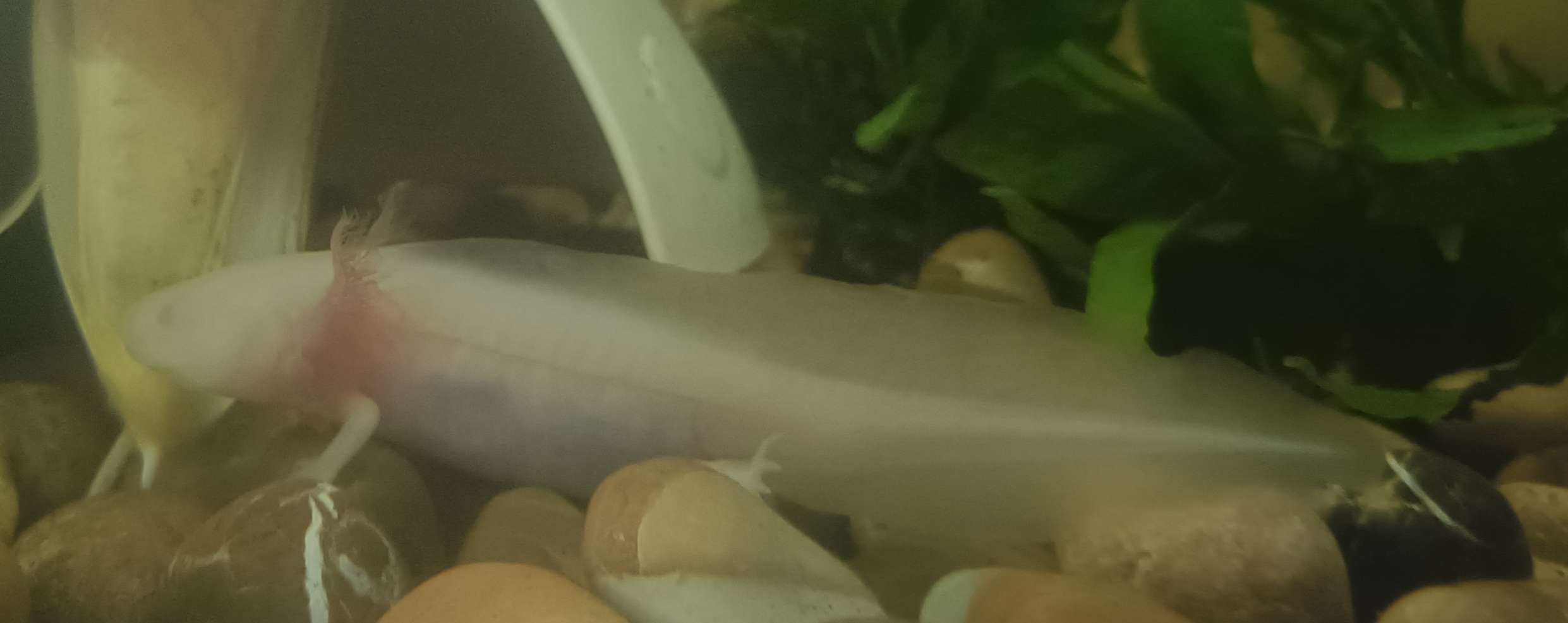 Albino Axy_1 (06/01/2026)