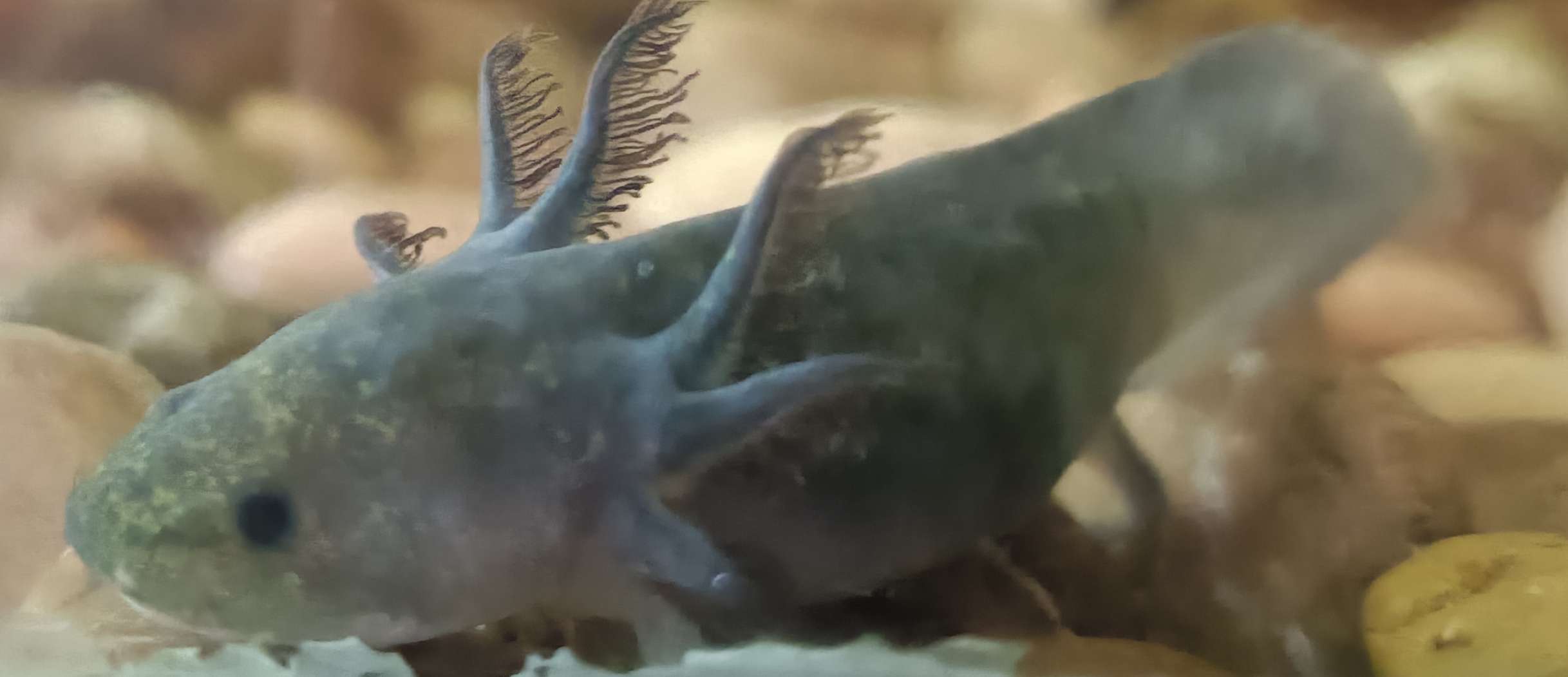 Blue-gray Axanthic Axy_1 (04/01/2026)