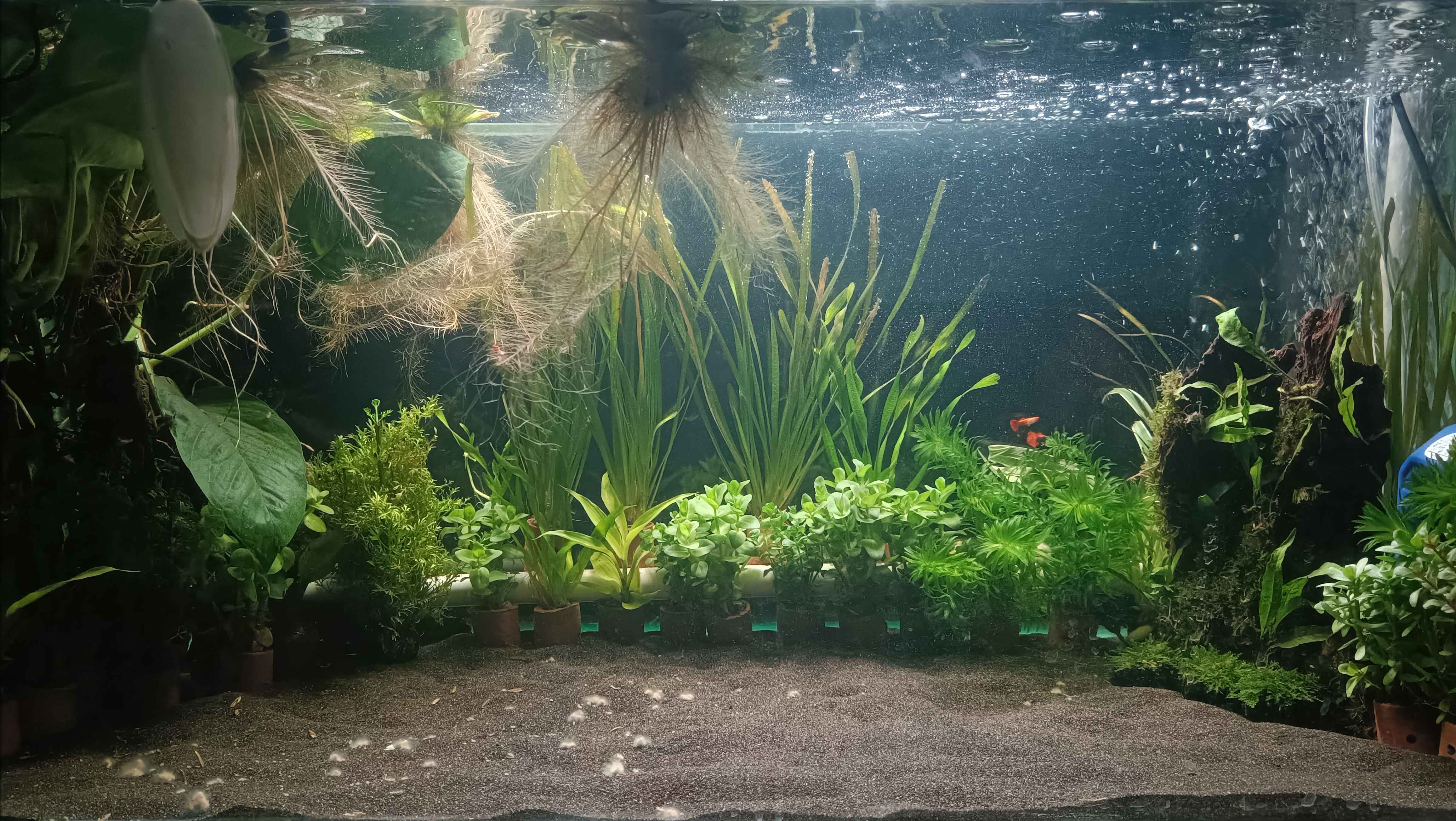 Axy Tank 2-Full_1 (06/01/2026)