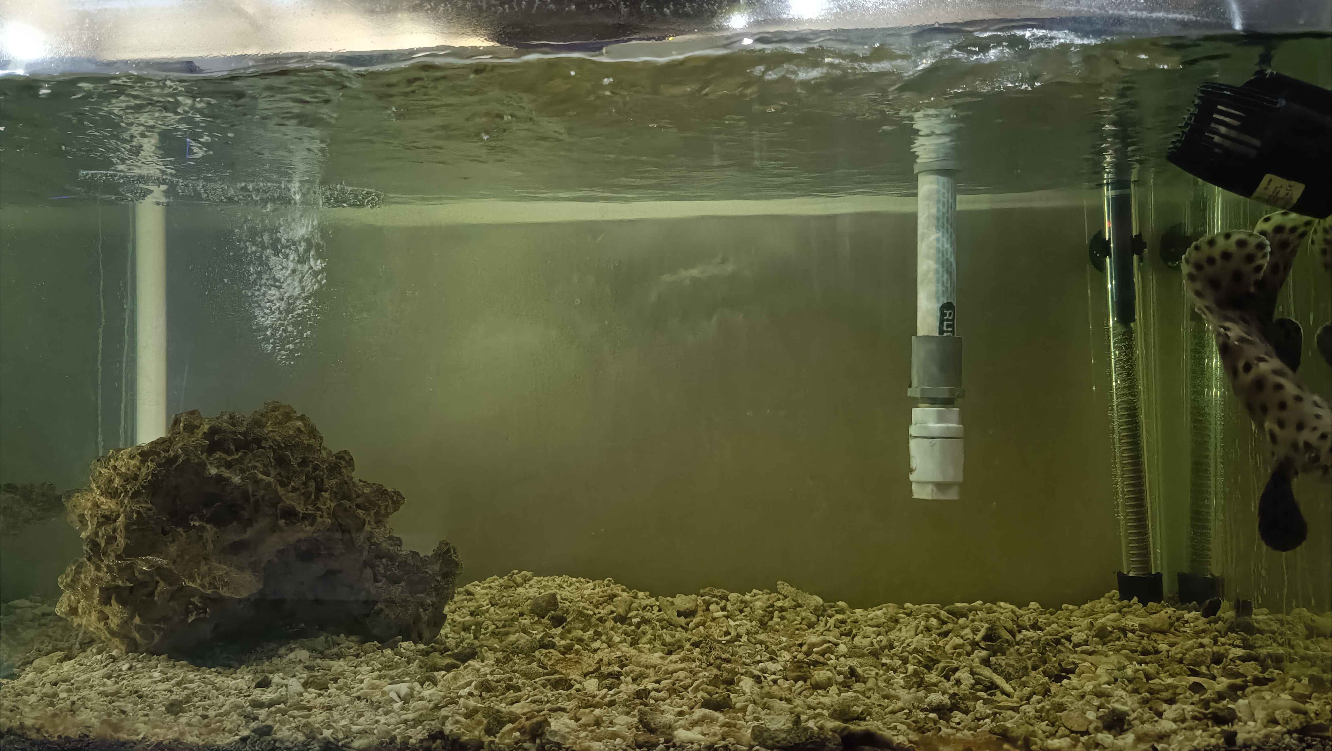 Grouper_Tank_1 (06/01/2026)